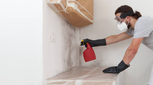 Professional Basement Mold Remediation technician working in Kitzmiller, MD