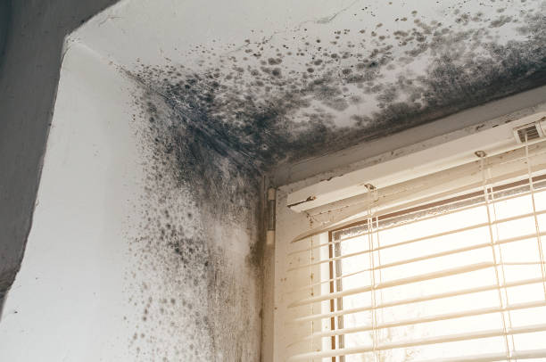 Affordable Basement Mold Remediation solutions in Kitzmiller, MD